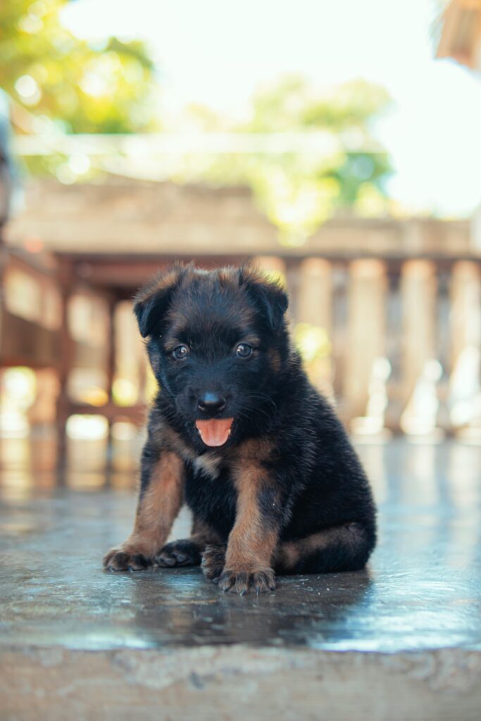 Double coated German Shepherd puppy