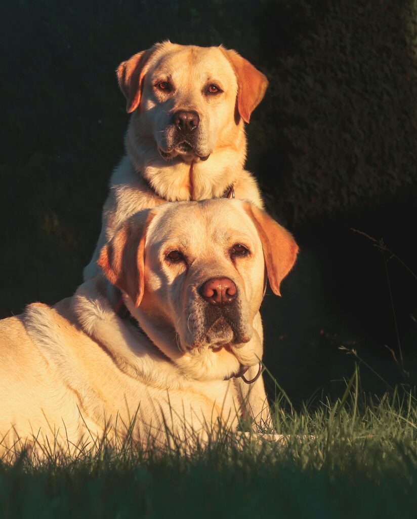 Photo by Jordi Costa Tomé: source - pexels buy or adopt labrador retriever