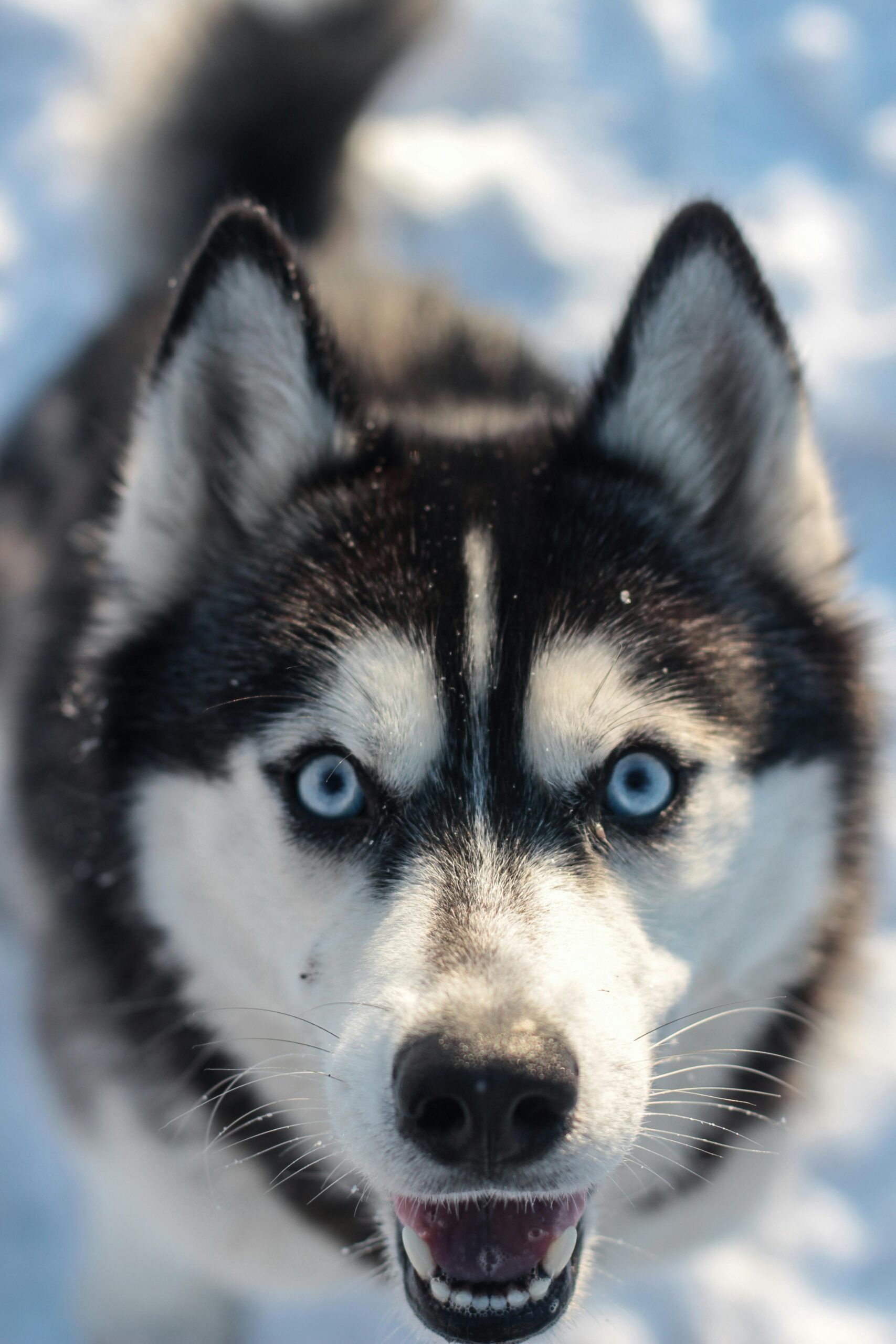 Source Pexels Photo by Kateryna Babaieva Siberian Husky in India