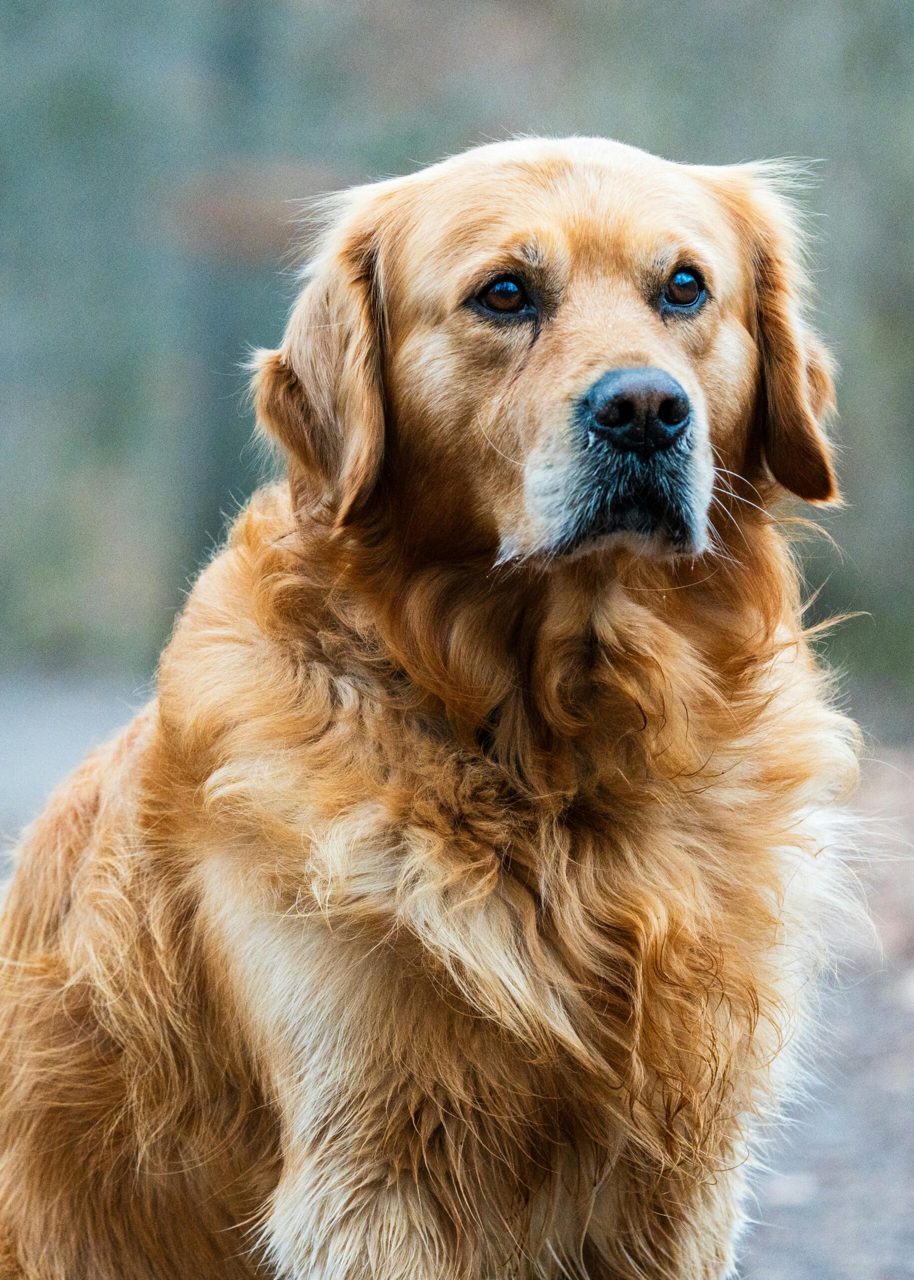 cute Golden Retriever Source - Pexels Photo by Masood Aslami