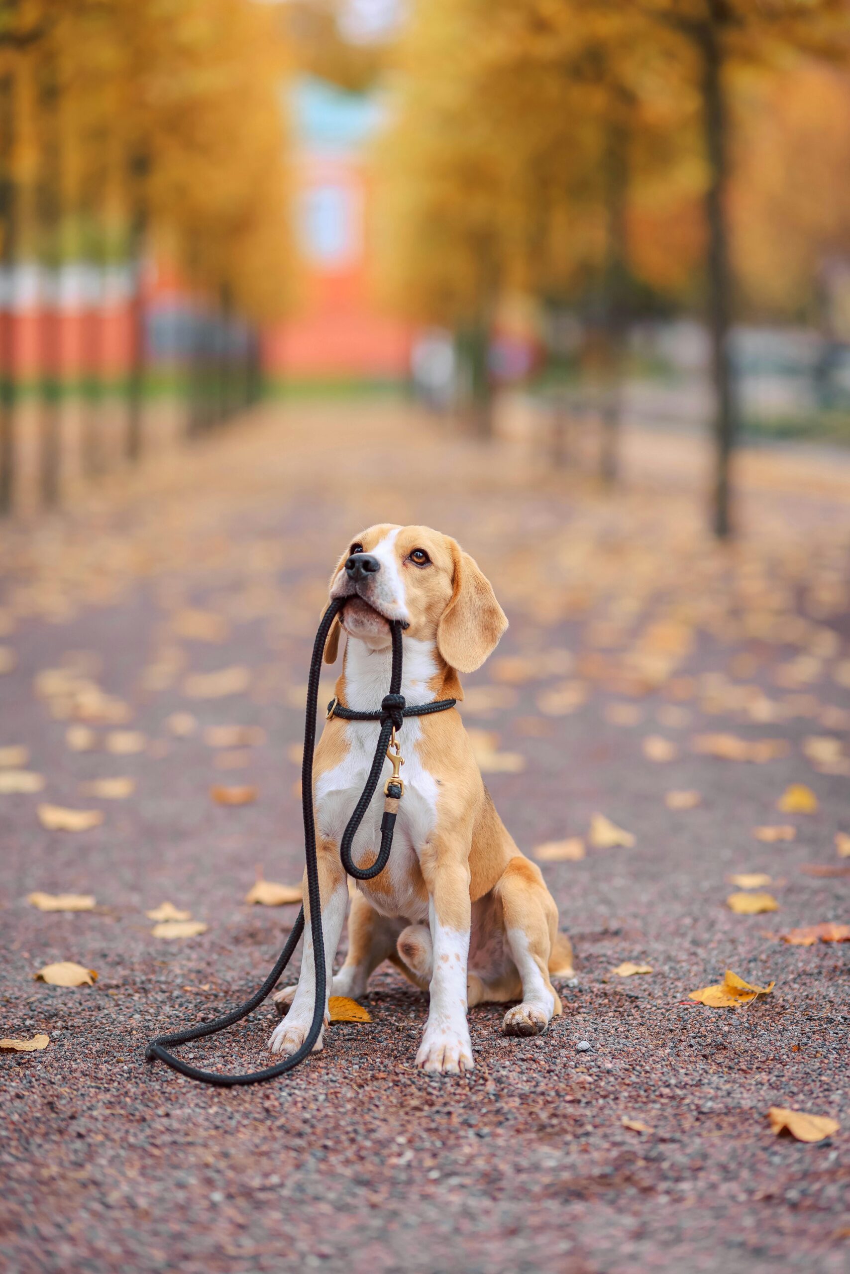 Do you want to buy or adopt Beagle? Source - Pexels Photo by Valeria Boltneva