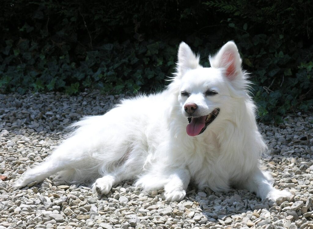Sitting Indian Spitz dog