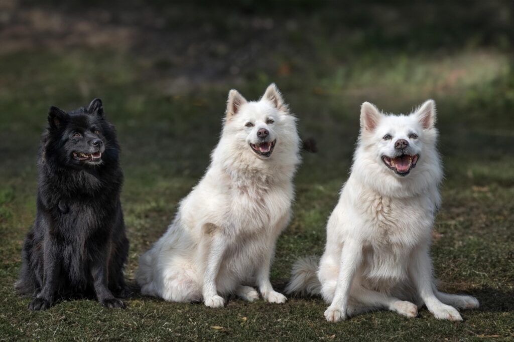 2 White and 1 Black Indian Spitz sitting together