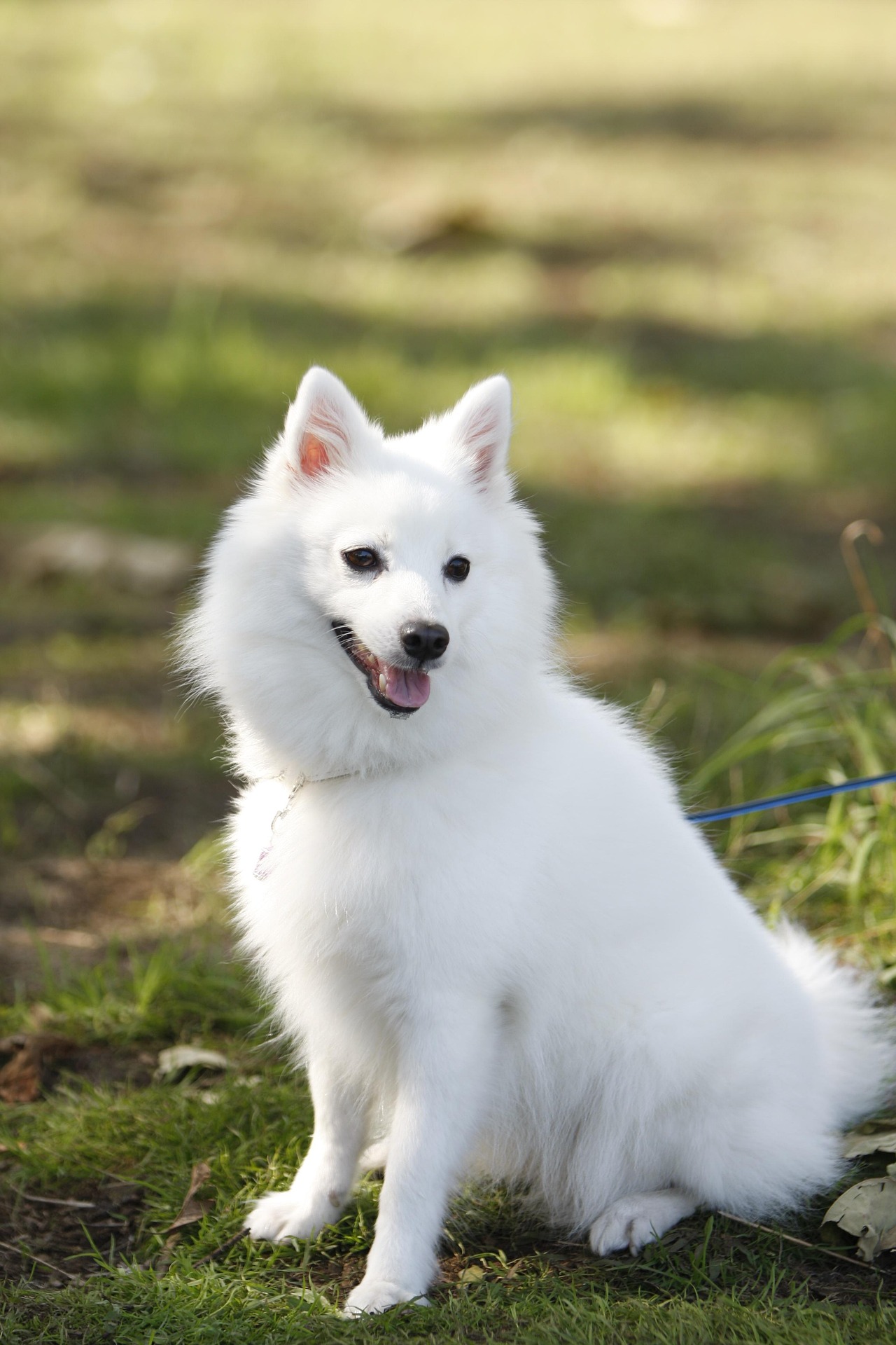 white beautiful Indian Spitz Sitting