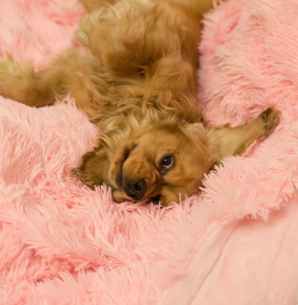 Brown Cocker Spaniel lying on fur cushion