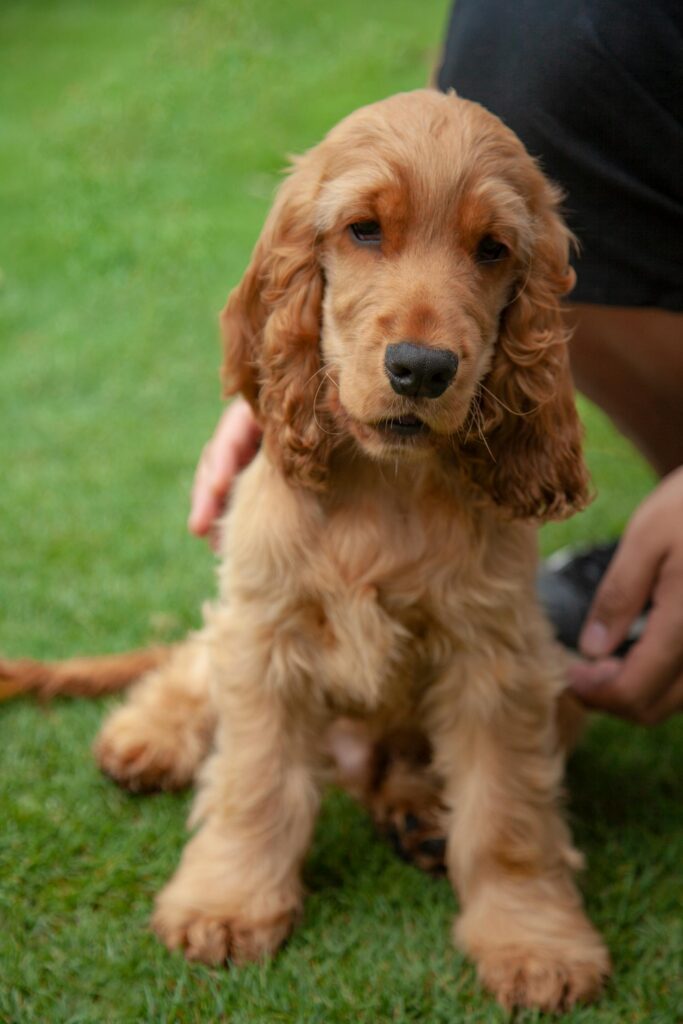 brown long coated Cocker Spaniel dog on green grass field