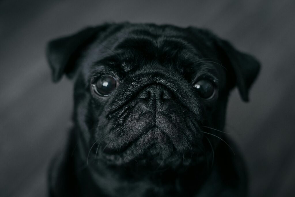 Pug dog price in India