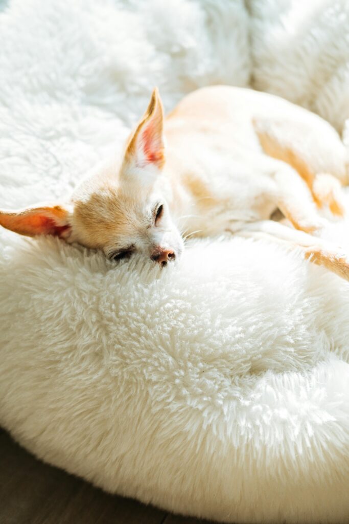 white Chihuahua laying down in bed