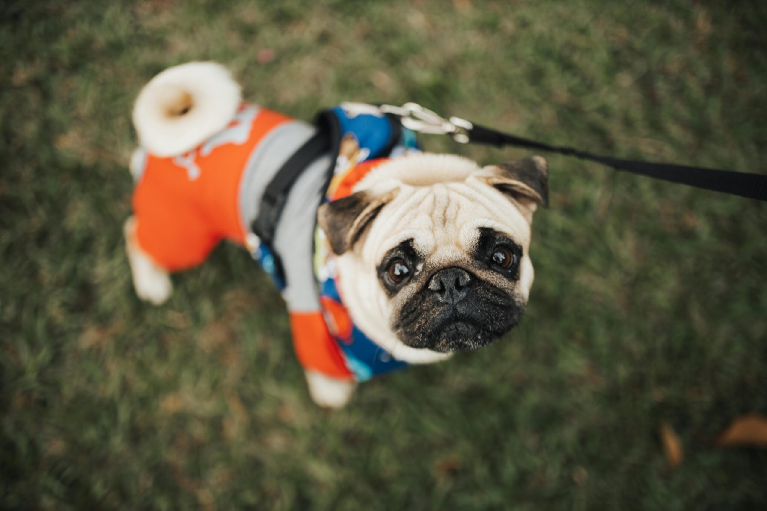 Pug dog standing on grass showing Pug dog price in India