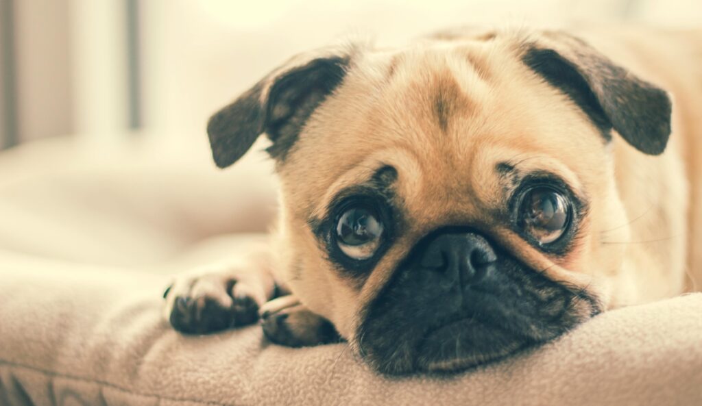 Pug dog price in India
