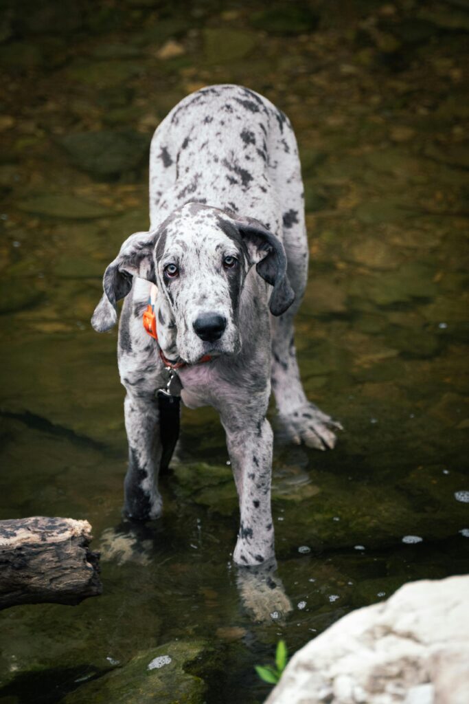 Harlequin Great Dane standing in river