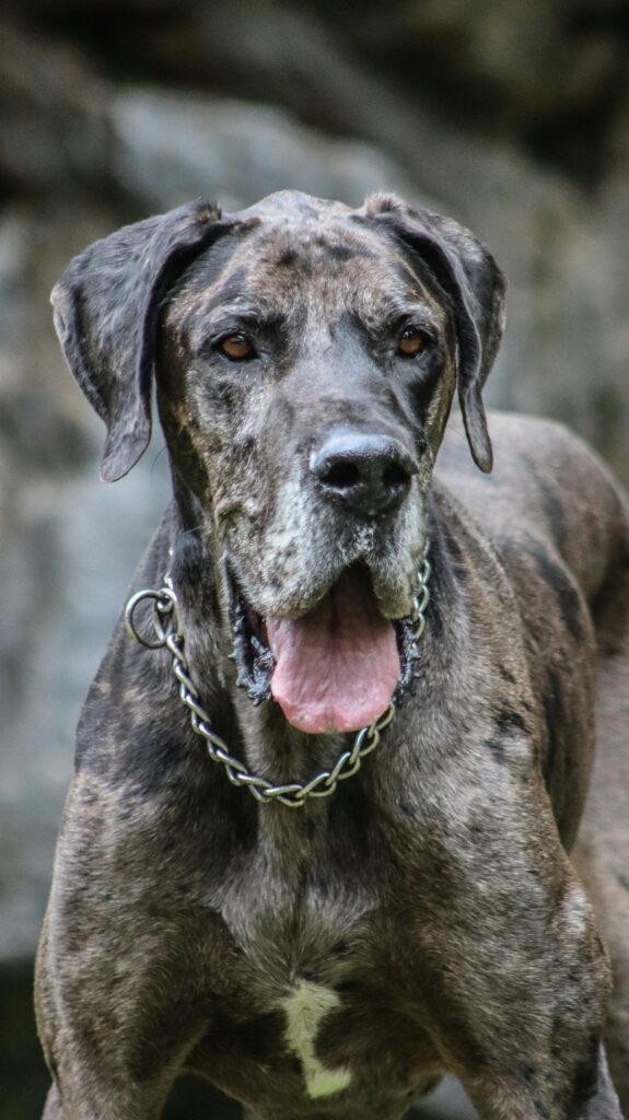 Brown spotted black The Great Dane