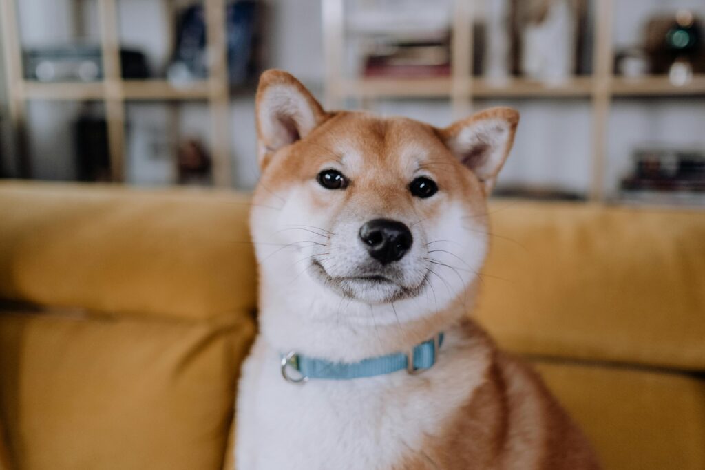Shiba Inu sitting in brown sofa