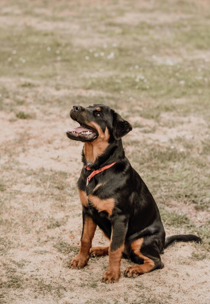 original Rottweiler dog price in India