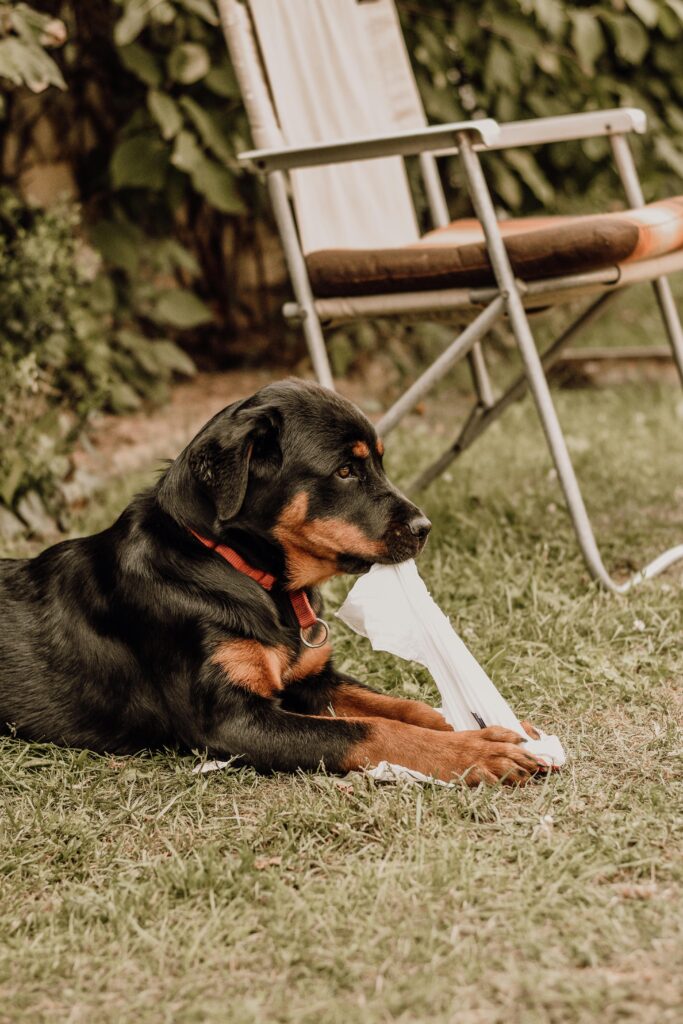 original Rottweiler dog price in india