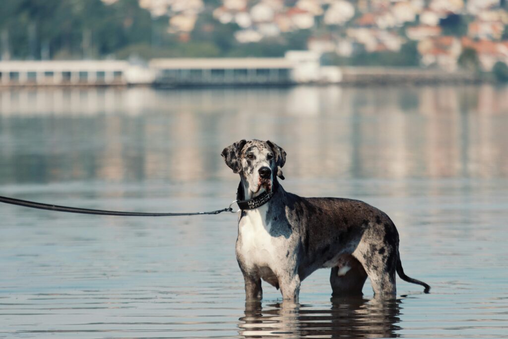 black Great Dane standing in river