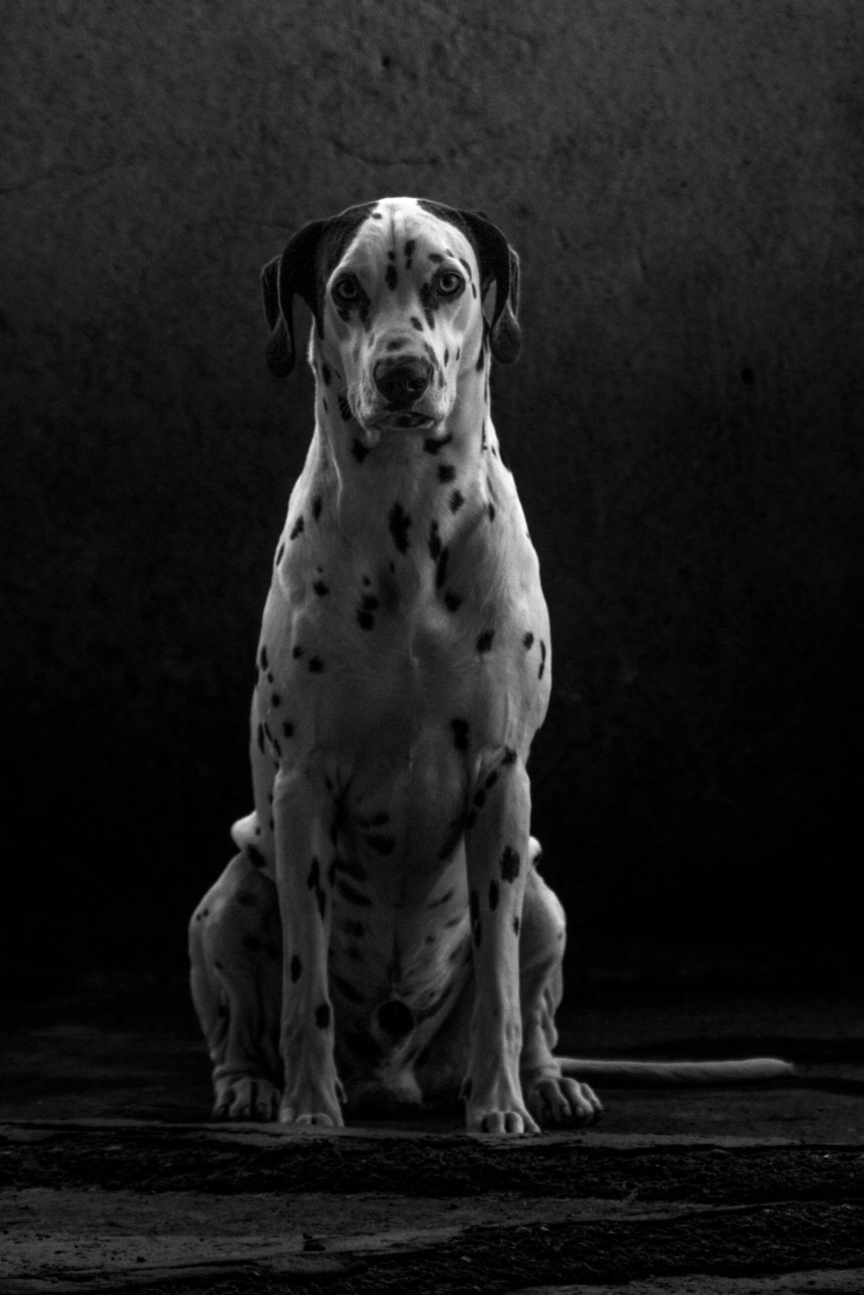 Elegant harlequin Great Dane sitting - image for article Great Dane dog price