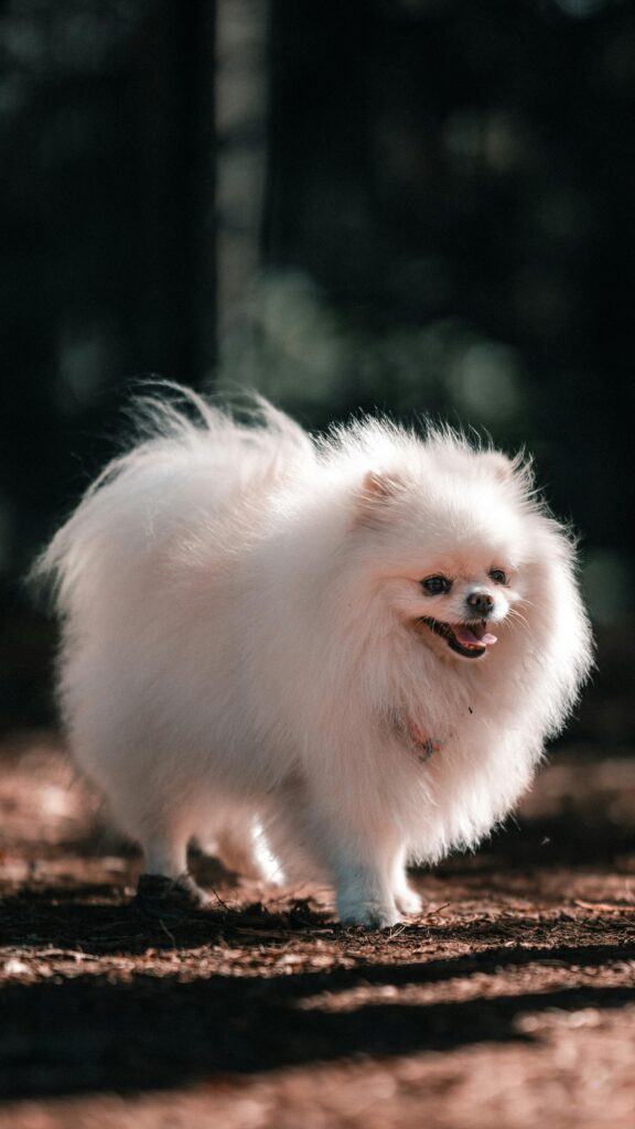Mini Pomeranian dog