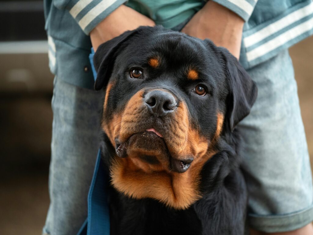 original Rottweiler dog price