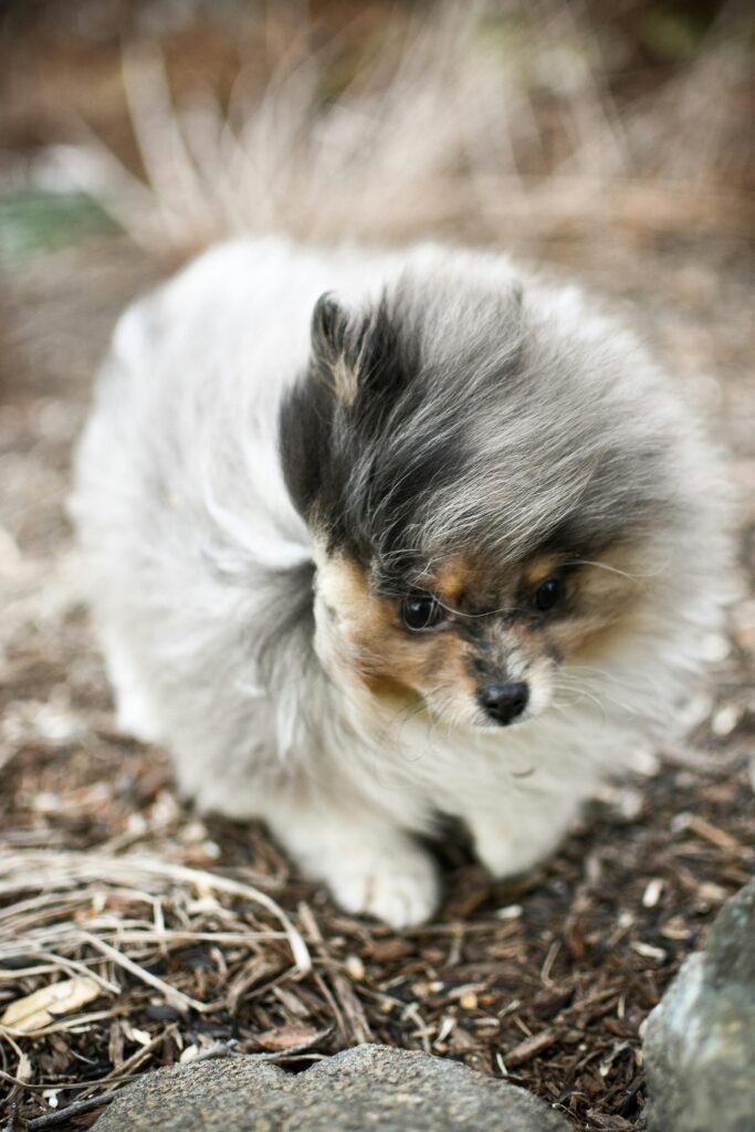 Mini Pomeranian dog breed in India