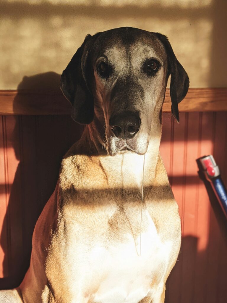 Brown and white great dane sitting