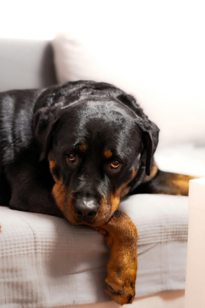original Rottweiler dog price in India