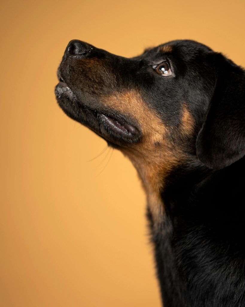 original Rottweiler dog price in India