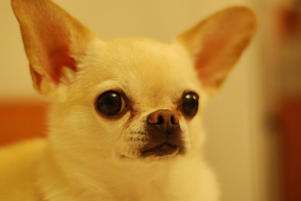 White Chihuahua sitting with erect ears