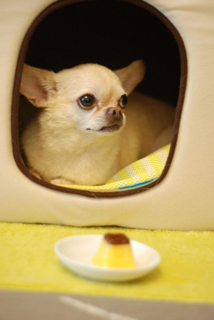 white Chihuahua sitting inside his cloth house
