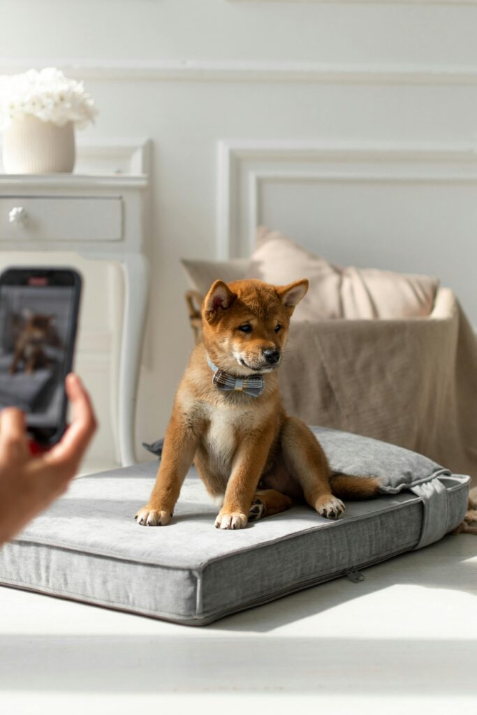 Shiba Inu puppy sitting in bed