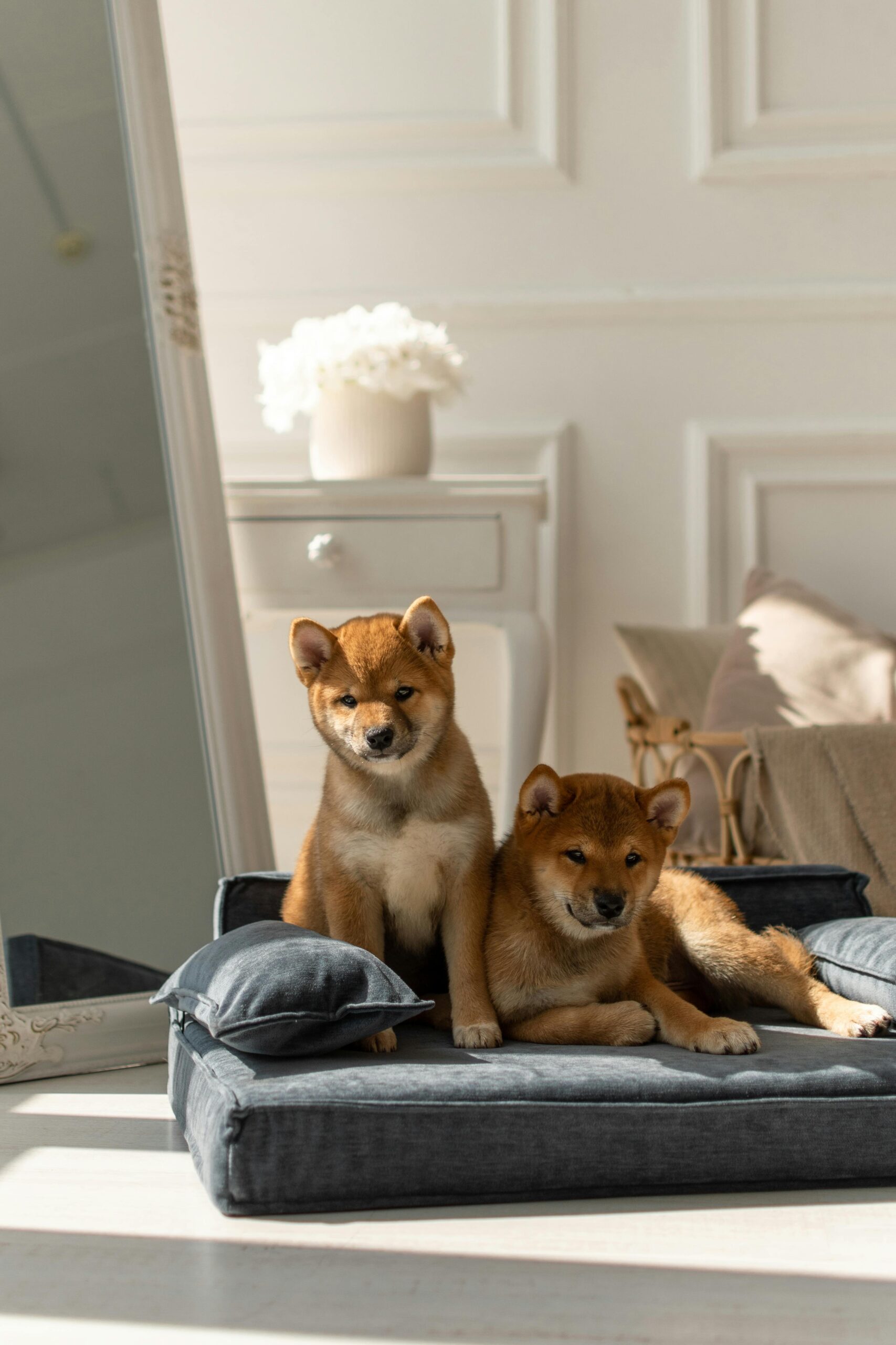 2 Shiba Inu puppy sitting together in recliner with playful expressions