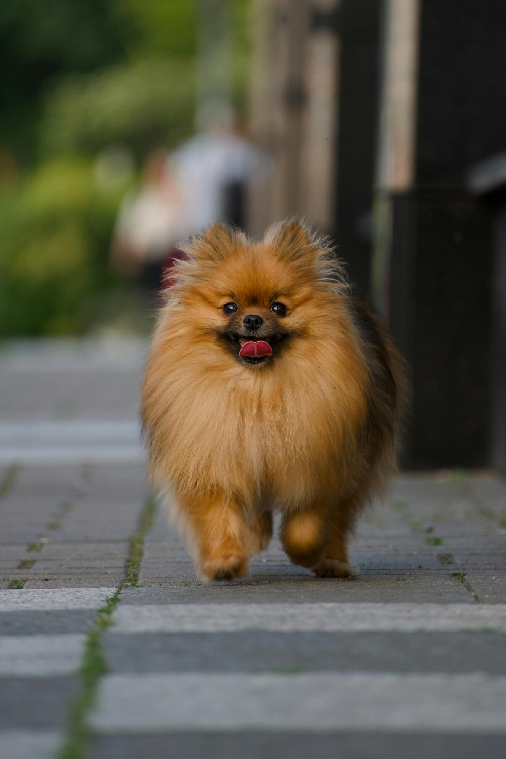 Flluffy Mini Pomeranian dog walking on streets