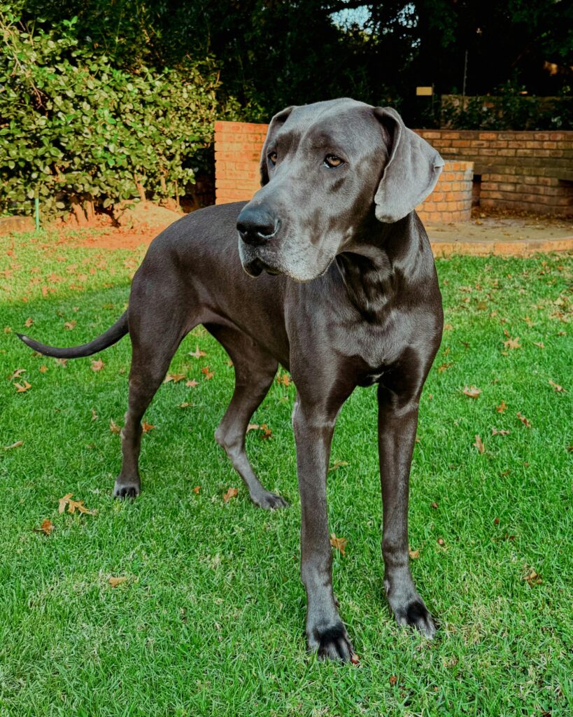 Brown The Great Dane standing on grass