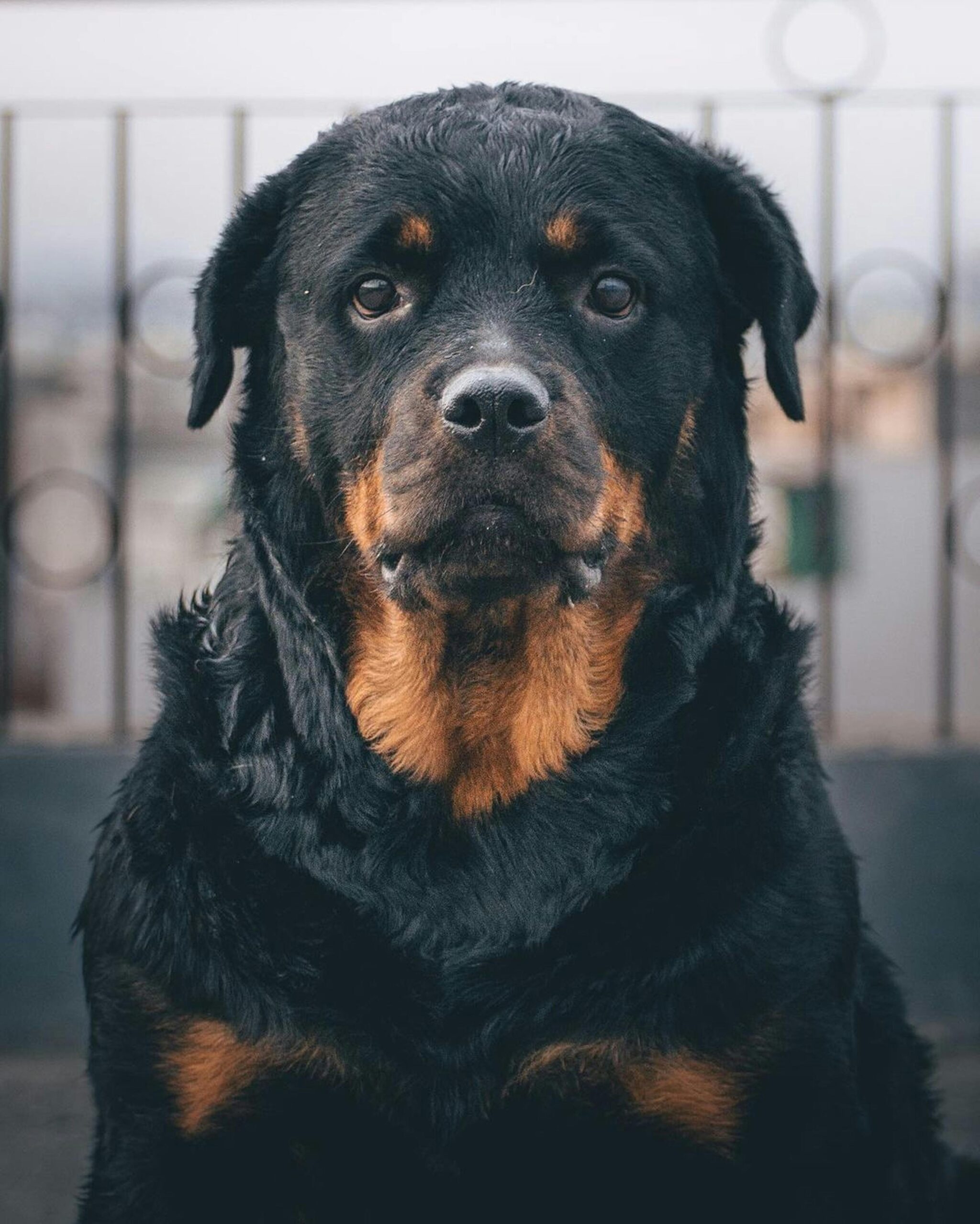 Original dog price in India