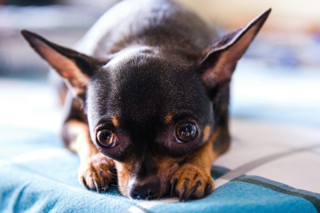 black and fawn Chihuahua dog sitting