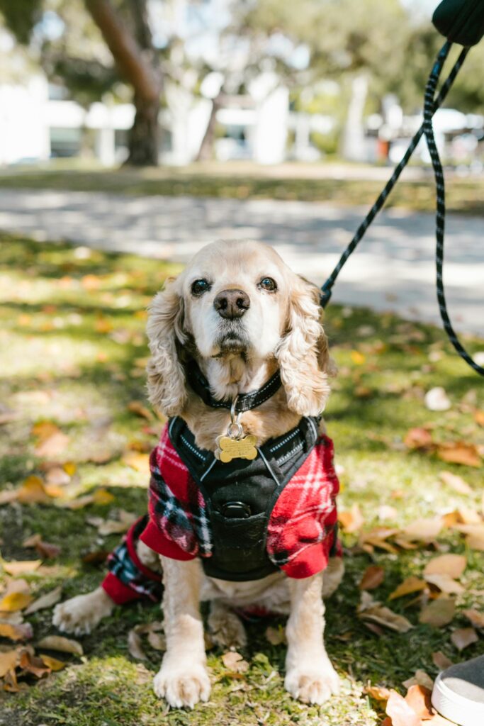 photo of Cocker Spaniel sitting on grass