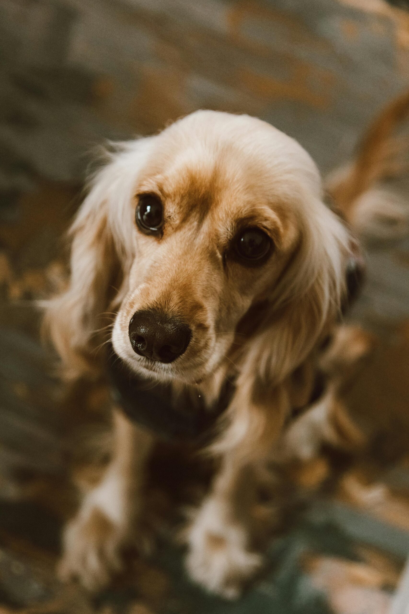 Portrait of a brown Cocker Spaniel representing Cocker Spaniel price in India
