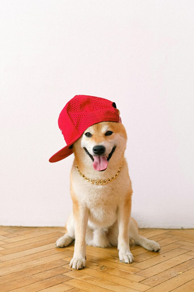 Shiba Inu dog sitting wearing red cap
