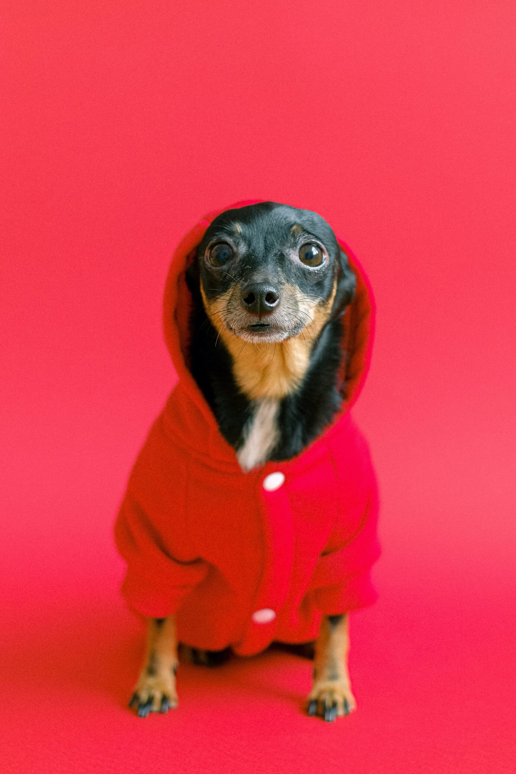 Black Chihuahua dog in a cozy hoodie sitting indoors showcasing Chihuahua dog price and lifestyle