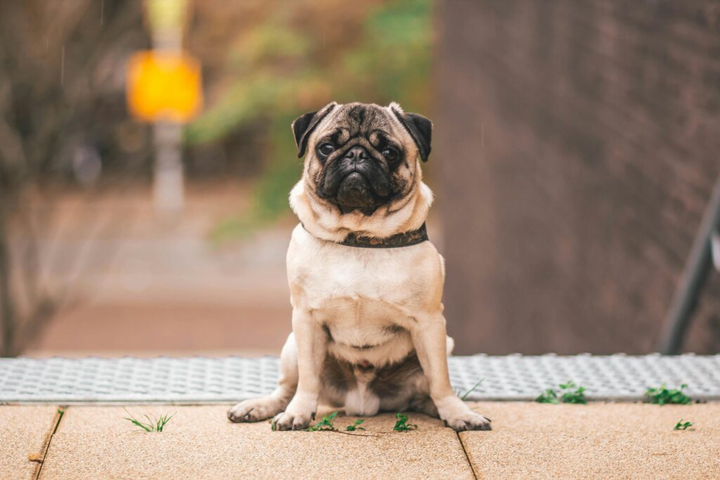 pug dog price in India