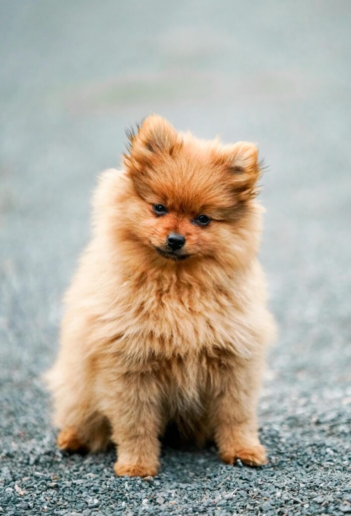 Mini Pomeranian dog in India