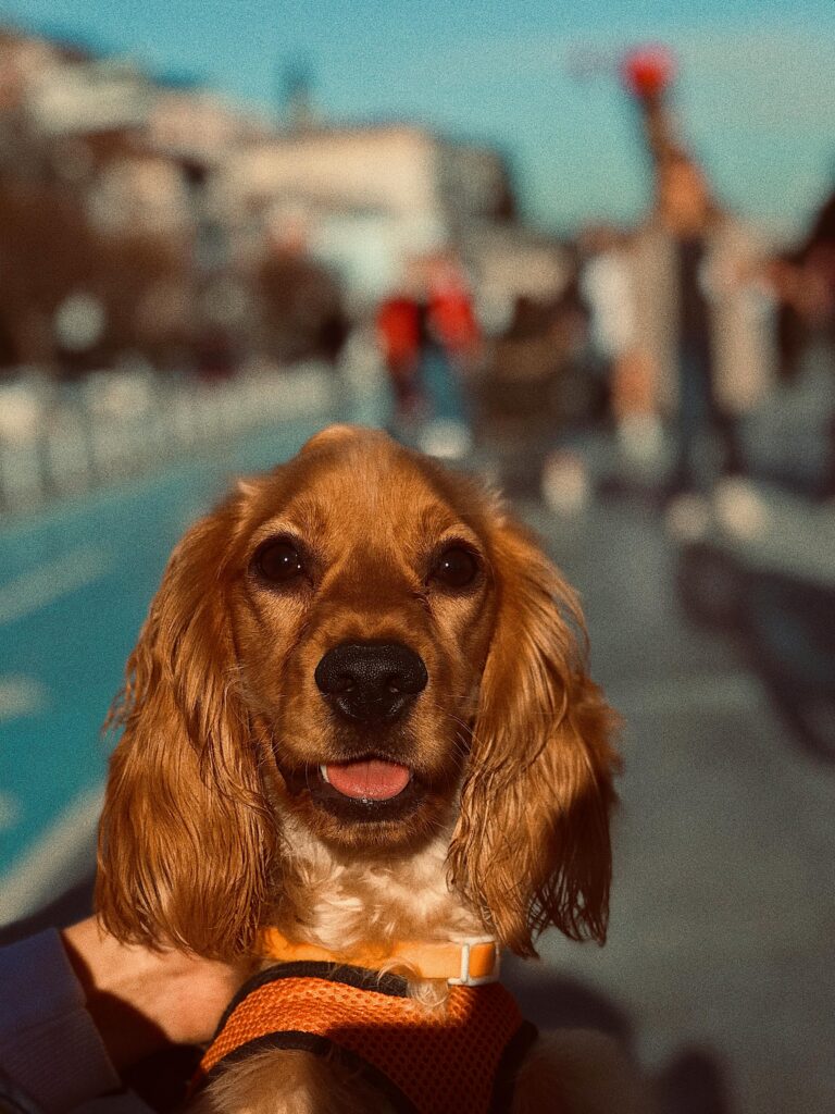 Brown Cocker Spaniel
