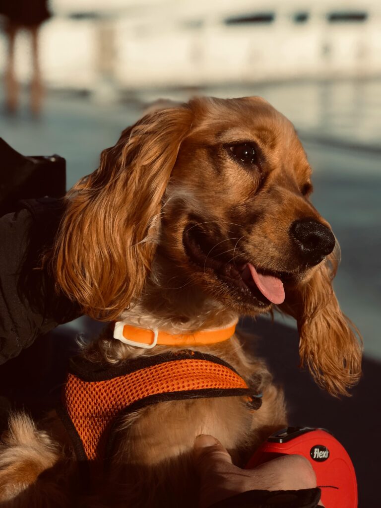 close up photo of Cocker Spanial dog