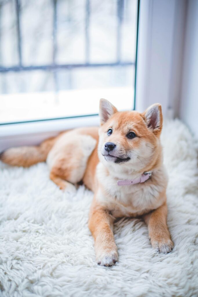 brown and cream Shiba Inu puppy sitting