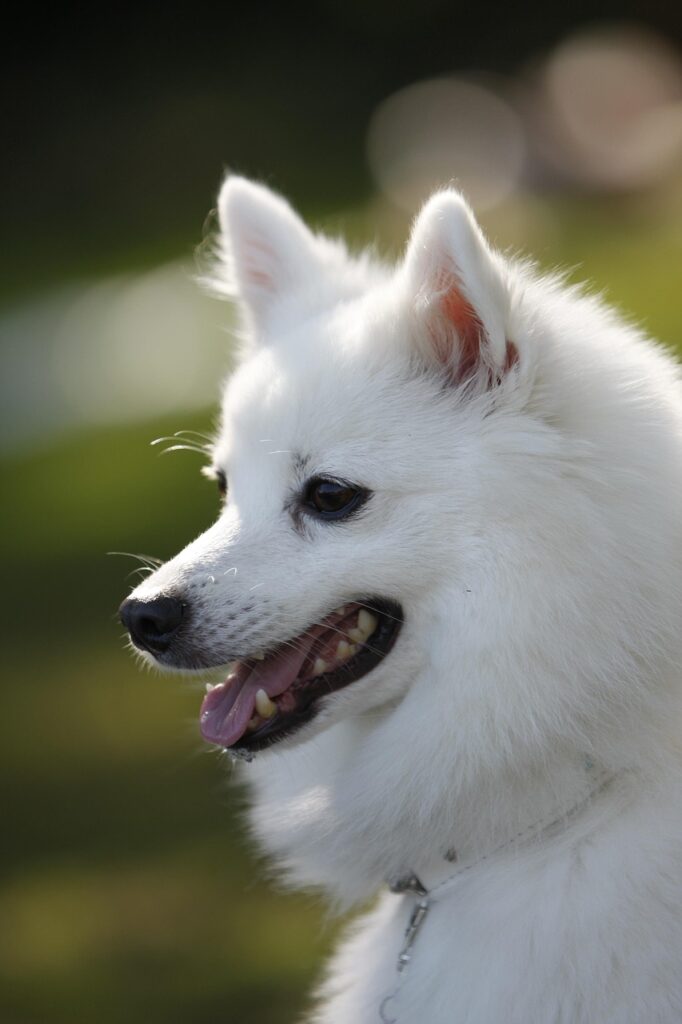 Side pose of Indian Spitz dog