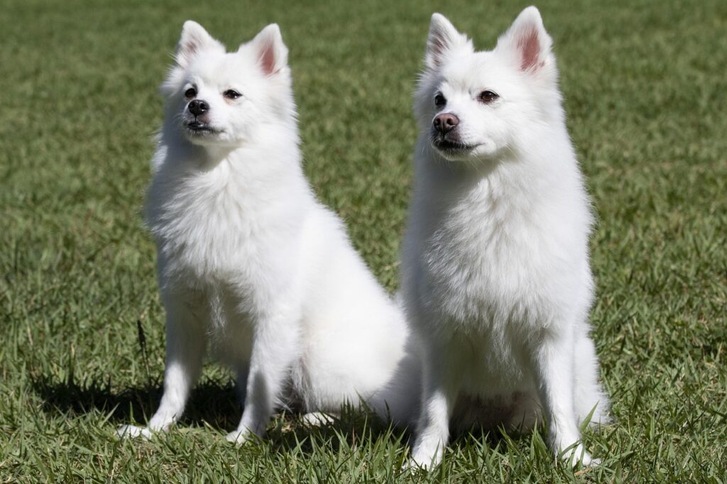 two Indian Spitz sitting in grass