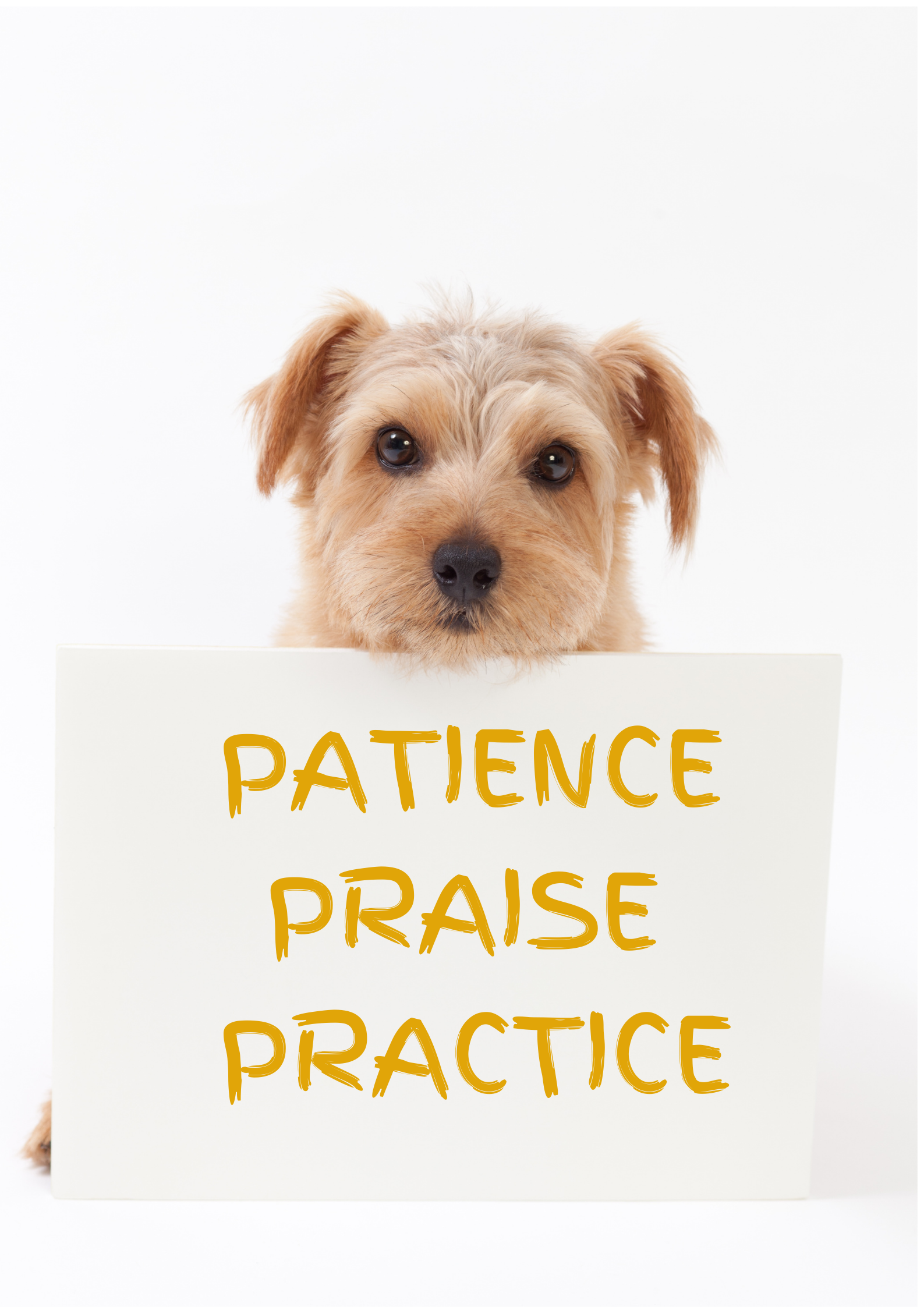 Dog holding board written patience, praise, and practice representing 3 Ps of dog training.