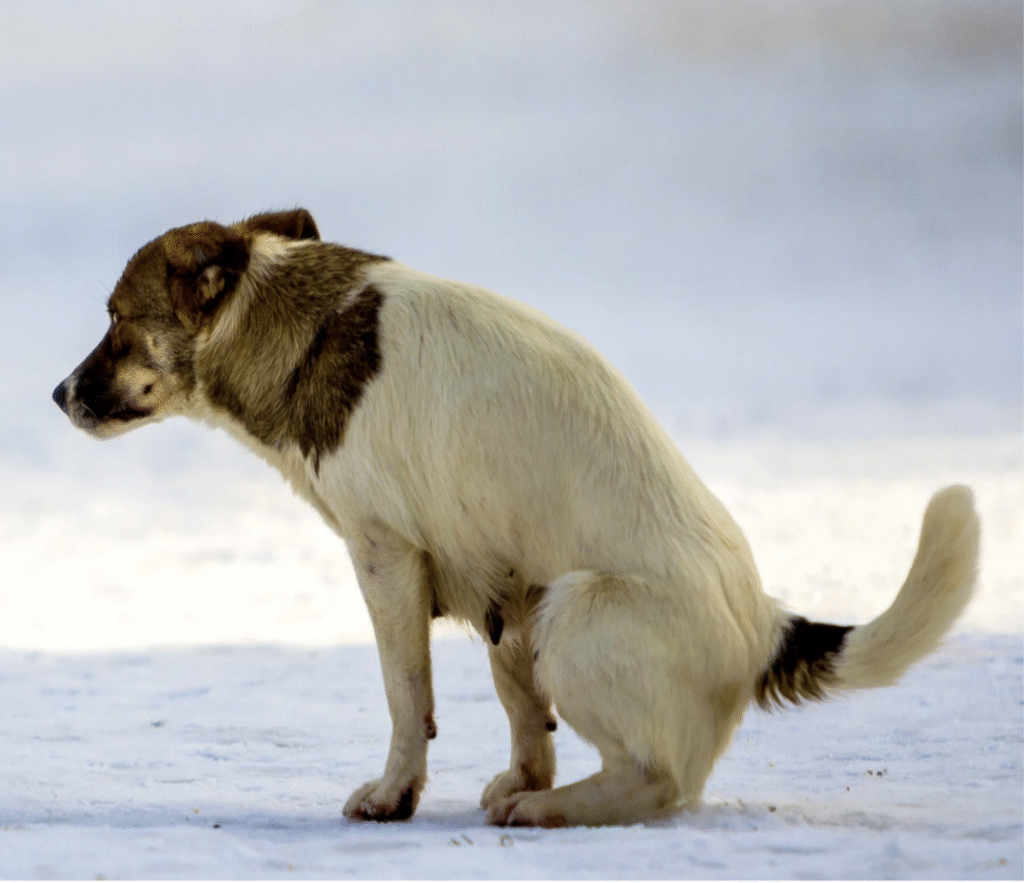 A white and brown old dog pooping in snow