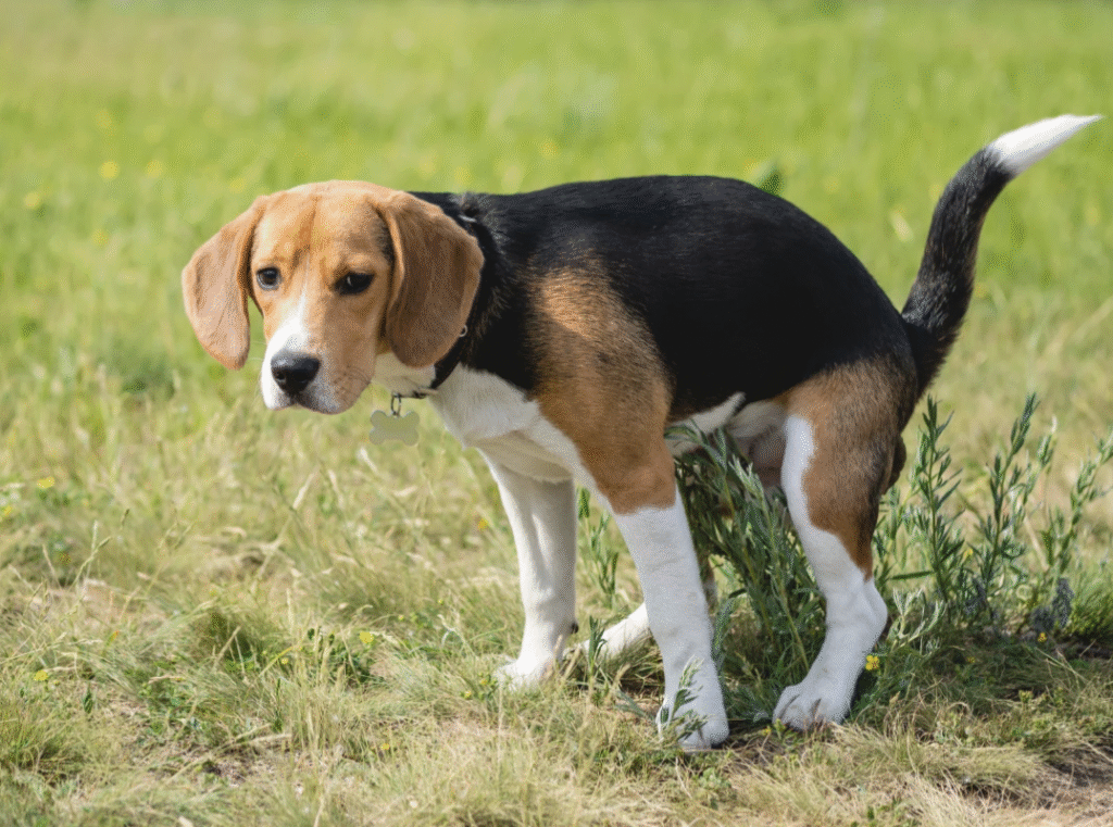 black and fawn beagle pooping in grass