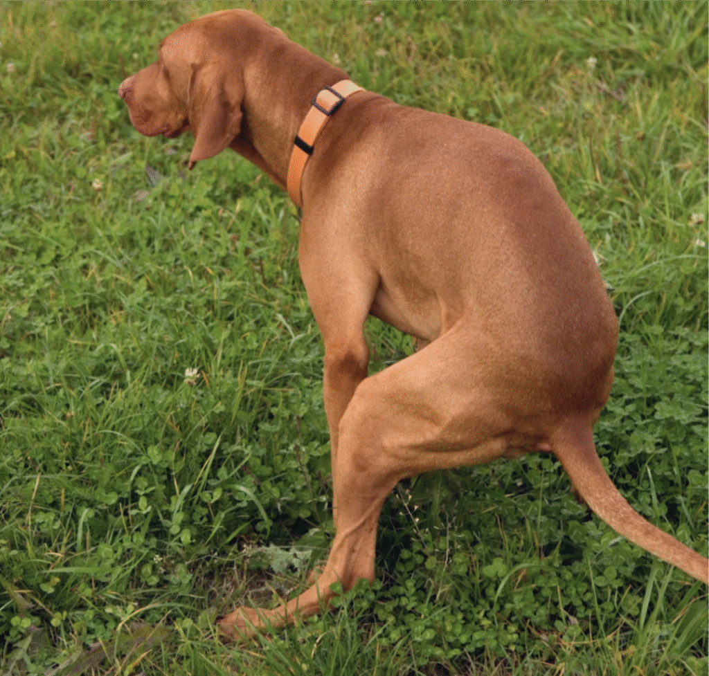 A brown adult dog pooping in grass